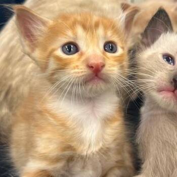 Julius -  Domestic Short Hair Cat for Adoption in Lake Panasoffkee, Florida - Julius | PetCurious