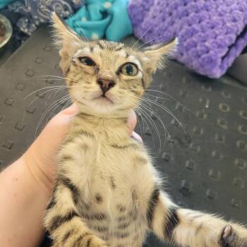 Destiny -  Domestic Short Hair Cat for Adoption in Clarksdale, Mississippi - Destiny | PetCurious