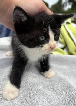 Biscuit Ott -  Domestic Short Hair Cat for Adoption in Poplar Grove, Illinois - Biscuit Ott | PetCurious
