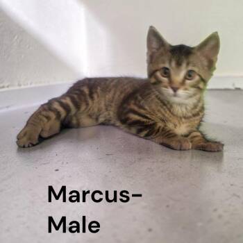 Marcus -  Domestic Short Hair Cat for Adoption in Carmel, Indiana - Marcus | PetCurious