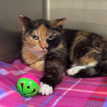 Dewberry -  Domestic Short Hair Cat for Adoption in Milan, Illinois - Dewberry | PetCurious