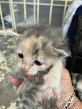 Rescue Domestic Short Hair Cats for Adoption in Dallas, Texas - REE | PetCurious