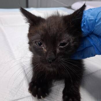 Chocolate @ Petco on Main Street -  Domestic Short Hair Cat for Adoption in Summerville, South Carolina - Chocolate @ Petco On Main Street | PetCurious