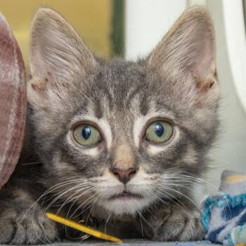 BUD -  Domestic Short Hair Cat for Adoption in St. Louis, Missouri - BUD | PetCurious