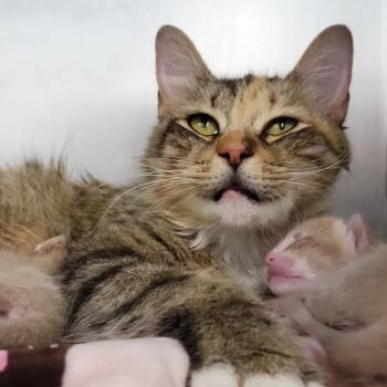 Judge Judy -  Domestic Medium Hair Cat for Adoption in Sarasota, Florida - Judge Judy | PetCurious