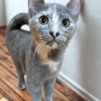 Custard 0426 JT (Bonded with Kernel) -  Domestic Short Hair Cat for Adoption - Custard 0426 JT (Bonded With Kernel) | PetCurious