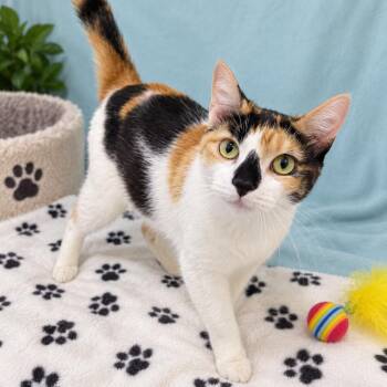 Kitty Kathy -  Domestic Short Hair Cat for Adoption in Traverse City, Michigan - Kitty Kathy | PetCurious