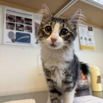 Evelyn -  Domestic Medium Hair Cat for Adoption in Rifle, Colorado - Evelyn | PetCurious