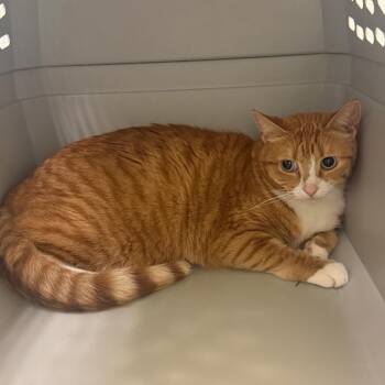 Penny -  Domestic Short Hair Cat for Adoption in Charlottesville, Virginia - Penny | PetCurious
