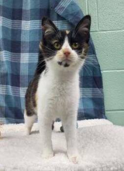 Domestic Short Hair Cats Available for Adoption in Bucyrus, Ohio - Mocha | PetCurious