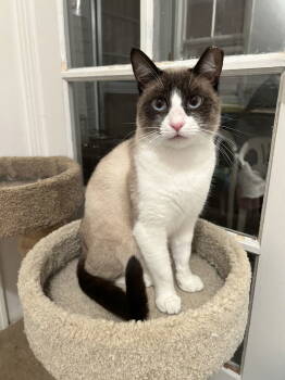 Rescue Domestic Short Hair and Siamese Cats for Adoption in Davis, California - Angus | PetCurious