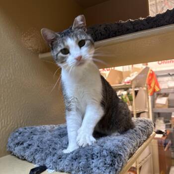 Domestic Short Hair Cats Available for Adoption - Dottie | PetCurious