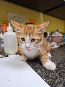 Skip -  Domestic Short Hair Cat for Adoption in Crossville, Tennessee - Skip | PetCurious