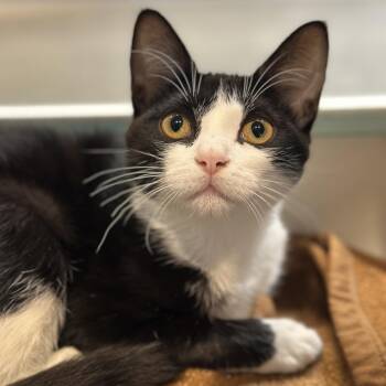 Micia -  Domestic Short Hair Cat for Adoption in Matteson, Illinois - Micia | PetCurious