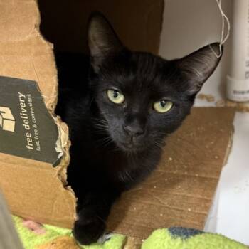 Rescue Domestic Short Hair Cats for Adoption in Honolulu, Hawaii - Siren | PetCurious