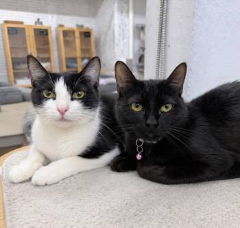 American Shorthair Cats Available for Adoption in Philadelphia, Pennsylvania - Blossom And Rosalie  | PetCurious