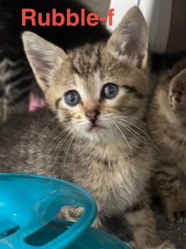 Tabby Cats Available for Adoption in Brookhaven, Mississippi - Rubble 26 | PetCurious