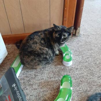 Black Beauty -  Tortoiseshell Cat Available for Adoption in Snyder, Texas - Black Beauty | PetCurious