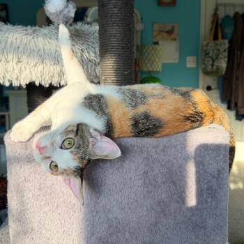 Jewel -  Domestic Short Hair Cat for Adoption in Potomac, Maryland - Jewel | PetCurious