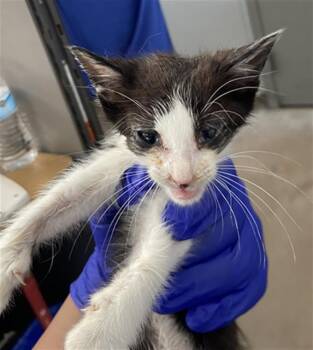 TOMAS -  Domestic Short Hair Cat for Adoption in Dallas, Texas - TOMAS | PetCurious