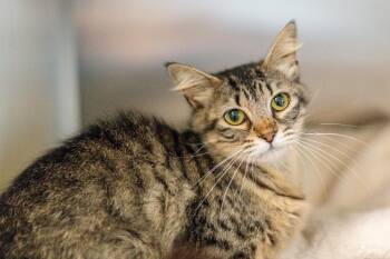 Domestic Short Hair Cats Available for Adoption in Hilton Head Island, South Carolina - Sibyl | PetCurious