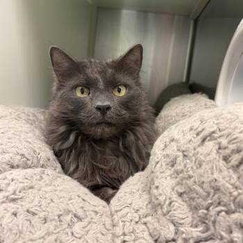 Bridget -  Domestic Long Hair Cat for Adoption in Fairport, New York - Bridget | PetCurious