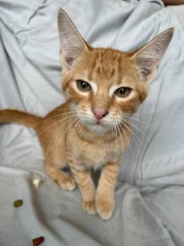 Leicester -  Domestic Short Hair Cat for Adoption in Corpus Christi, Texas - Leicester | PetCurious
