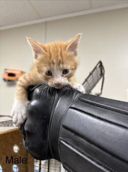 Tig -  Domestic Short Hair Cat for Adoption in Conway, Arkansas - Tig | PetCurious