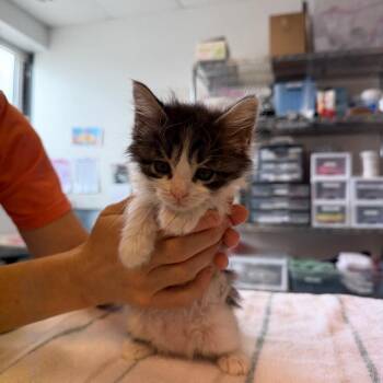Narwhal 12 -  Domestic Medium Hair and Domestic Long Hair Cat for Adoption in Austin, Texas - Narwhal 12 | PetCurious