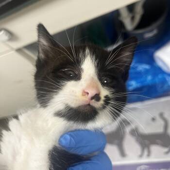 71963 -  Domestic Short Hair Cat for Adoption in Harrisonburg, Virginia - 71963 | PetCurious