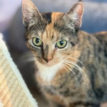 Rescue Domestic Short Hair Cats for Adoption in Atlanta, Georgia - Cricket | PetCurious