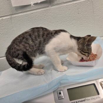 Luka -  Domestic Short Hair Cat for Adoption in Chattanooga, Tennessee - Luka | PetCurious