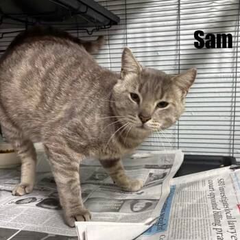 Sam -  Domestic Short Hair Cat for Adoption in Washington, District Of Columbia - Sam | PetCurious