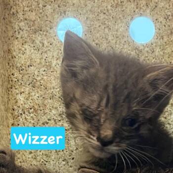 Wizzer -  Domestic Short Hair Cat for Adoption in Philadelphia, Pennsylvania - Wizzer | PetCurious