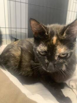 Queen Amidala -  Domestic Short Hair Cat Available for Adoption in Leadville, Colorado - Queen Amidala | PetCurious
