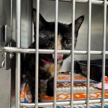 Doodle -  Domestic Short Hair Cat for Adoption in Pekin, Illinois - Doodle | PetCurious