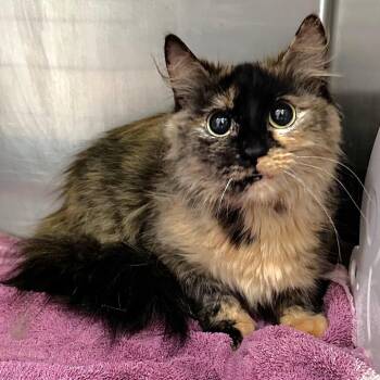Pretty Girl -  Domestic Short Hair Cat for Adoption in Warrensburg, Missouri - Pretty Girl | PetCurious