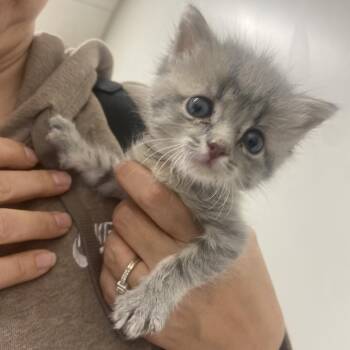 Peep -  Domestic Short Hair Cat for Adoption in Chattanooga, Tennessee - Peep | PetCurious
