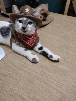 Hawk -  Domestic Short Hair Cat for Adoption in Little Rock, Arkansas - Hawk | PetCurious