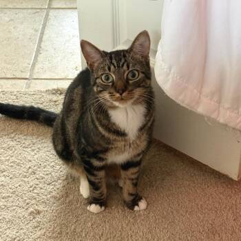 Artie -  Domestic Short Hair Cat for Adoption in Bentonville, Arkansas - Artie | PetCurious