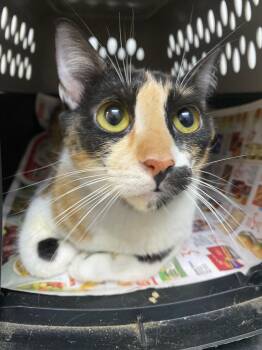 Rescue Domestic Short Hair Cats for Adoption - GATUBELA | PetCurious