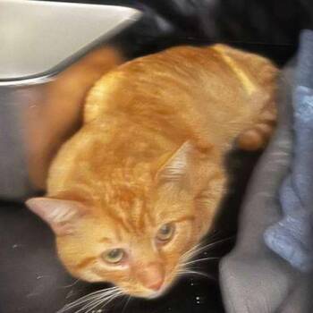 Dylan -  Domestic Short Hair Cat for Adoption in Winchester, Virginia - Dylan | PetCurious