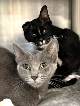 Rescue Domestic Short Hair Cats for Adoption in Menomonie, Wisconsin - Tate | PetCurious