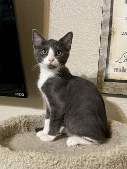 Rescue Domestic Short Hair Cats for Adoption in Schertz, Texas - Reese (CR) | PetCurious