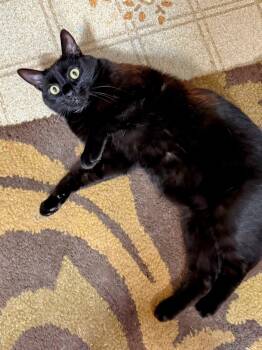 Domestic Short Hair Cats Available for Adoption - Sapa | PetCurious