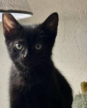 Pitch Black -  Domestic Short Hair Cat for Adoption in Chandler, Arizona - Pitch Black | PetCurious