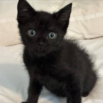 JESSE -  Domestic Medium Hair Cat Available for Adoption in Auburn, California - JESSE | PetCurious