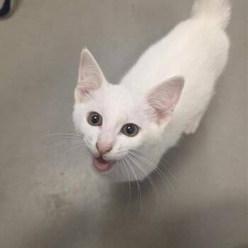 Baja Blast -  American Shorthair Cat for Adoption in Freeport, Florida - Baja Blast | PetCurious