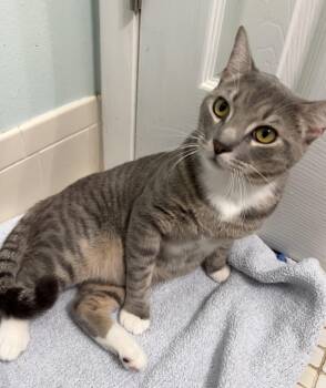 Jake -  Domestic Short Hair and Tabby Cat for Adoption in Brooksville, Florida - Jake | PetCurious
