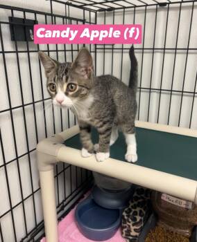 Candy Apple -  Domestic Short Hair Cat for Adoption in Montville, New Jersey - Candy Apple | PetCurious